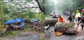 Pohon Besar Tumbang Pemilik Warung Air Terjun Nglirip Tuban Menjadi Korban, Saat Hujan Angin