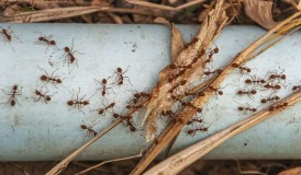 5 Cara Ampuh Mengusir Semut dengan Bahan Alami 