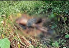 Mayat Laki-laki Membusuk di Semak Belukar di Bandarjaya Barat