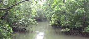 ULM Akan Mengelola 621 Hektare Lahan Mangrove untuk Riset dan Wisata di Hutan Mangrove Kotabaru