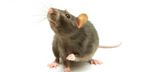 5 Cara Sederhana Mengusir Tikus dari Rumah Paling Ampuh