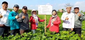 Kabupaten Malang dan Kabupaten Pasuruan Potensial Pengembangan Varietas Unggul Kacang Hijau