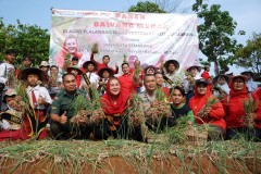 Bawang Merah Bisa Ditanam di Semarang, Buktinya Mbak Ita Panen 400 Kg