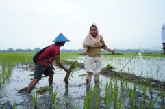 Pemkot Semarang dan BRIN Implementasikan Hasil Riset Bidang Pertanian