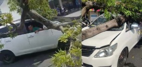 Pohon Roboh Menimpa Mobil Innova yang Sedang Melaju di Kota Mojokerto, Beruntung Penumpang Selamat