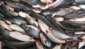Kalsel Rayakan HUT ke-74 dengan Lomba Masak Ikan dan Bagikan Gratis 1 Ton Ikan Patin 