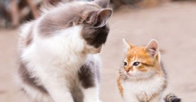 Viral di TikTok, Kenapa Induk Kucing Memakan Anaknya Sendiri?