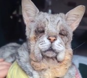 Begini Potret Kucing Berusia 22 Tahun, Kulit Sudah Kendor dan Giginya Sudah Mulai Hilang