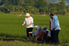 Mbak Ita Berharap Padi Varietas Biosalin Mensejahterakan Masyarakat Pesisir