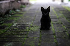 Tega sekali, Bapak Kos di Semarang Kepergok Makan Daging Kucing, Alasan untuk Obat