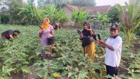 Perdana, Tiyuh Mulya Kencana Panen Program Ketahanan Pangan