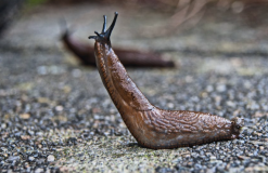 Siput Simpan Rahasia Awet Muda dan Penyembuhan Ajaib