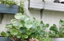 Bukan Sembarang Daun Lho, Centella Asiatica Ternyata jadi Bahan Skincare