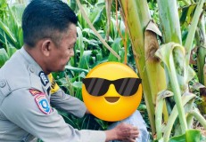 Kakek 70 Tahun Akhiri Hidupnya di Pohon Pisang Kebunnya Sendiri