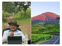 Tuhu Bangun Puji Rasa dan Aroma Green Tea Pabrik Teh Gunung Dempo