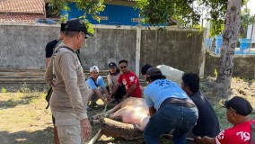 Resmikan Posko Pemenangan, Tim Mriki Sembelih Kerbau Bule