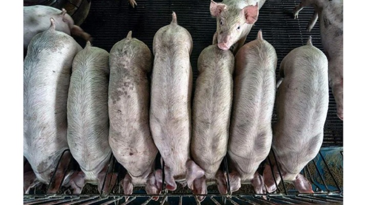 Babi dari peternakan di Indonesia yang diekspor ke Singapura. 