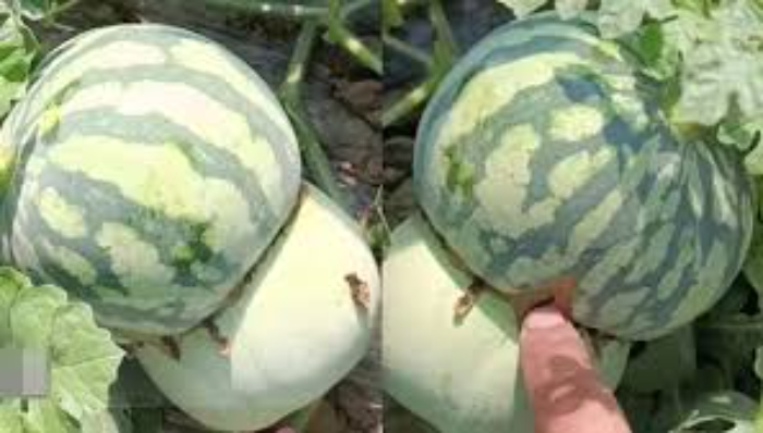 Buah Hibrida Semangka-Melon