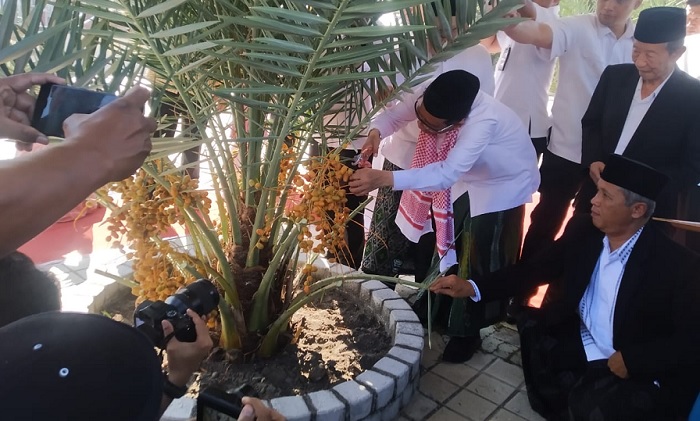 Pohon Kurma MAJT Itu Telah  Dipanen, Mahfud: Semoga Perindah Lingkungan Masjid