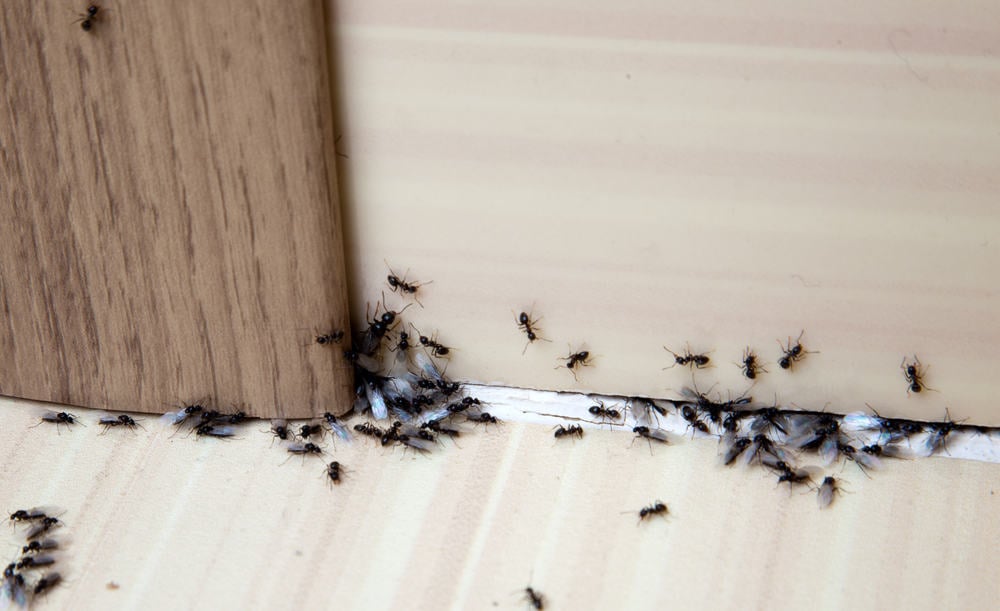 Cara mengusir semut