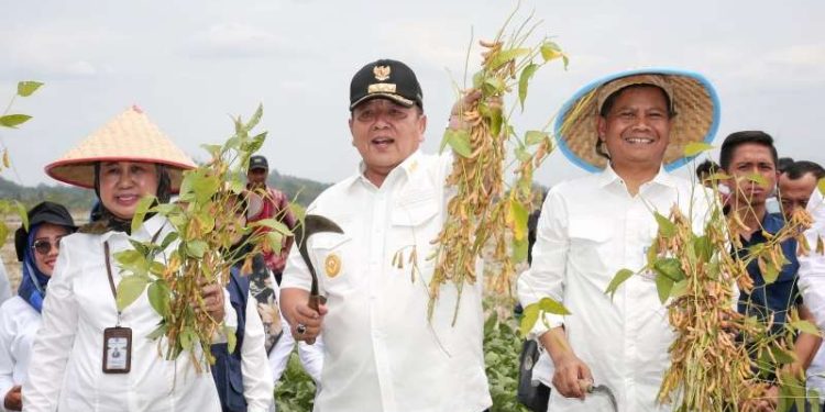 Gubernur Arinal Panen Perdana Kedelai Hasil Kebun Percobaan Fakultas Pertanian Unila