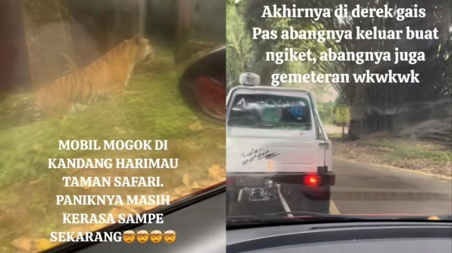 Viral di Medsos! Mobil Pengunjung Taman Safari Mogok di Kawasan Harimau, Hanya Bisa Pasrah Menunggu Pertolongan