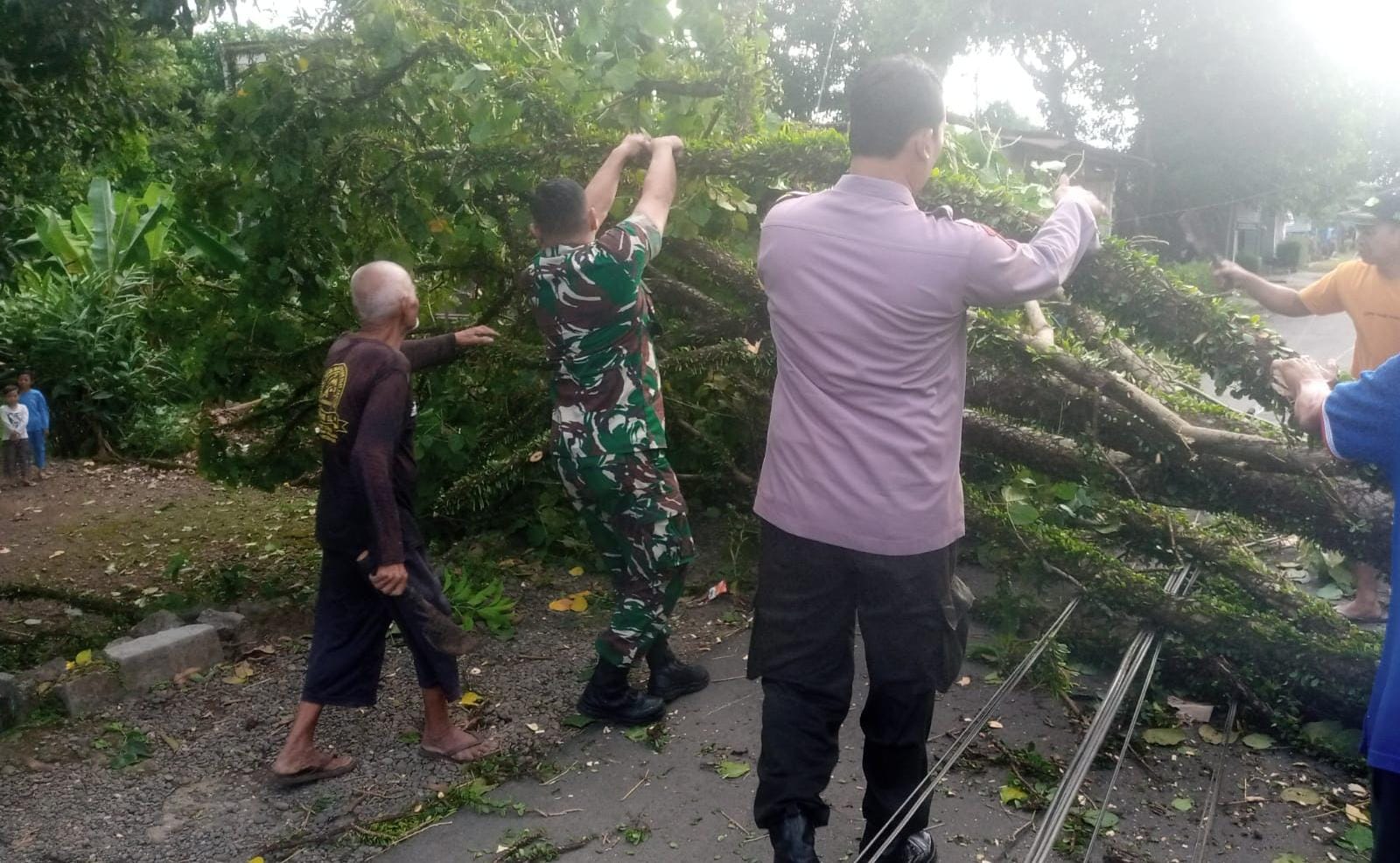 Akibat Angin Kencang di Purbalingga, Pohon Besar Tumbang Tutup Jalan 