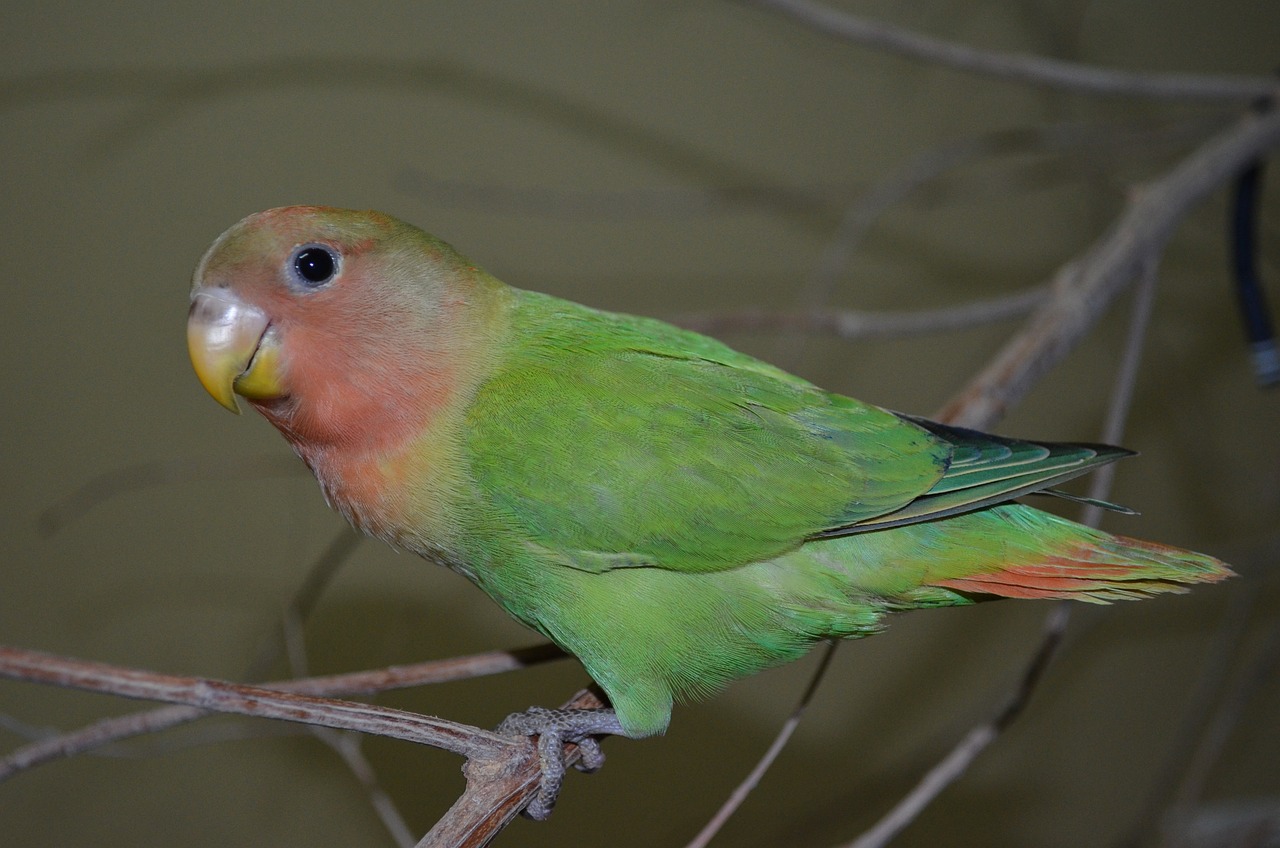  Lovebird